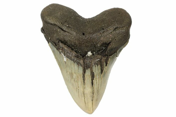 Serrated, Fossil Megalodon Tooth - North Carolina #188237